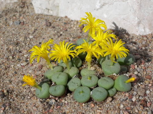 conophytum flavum